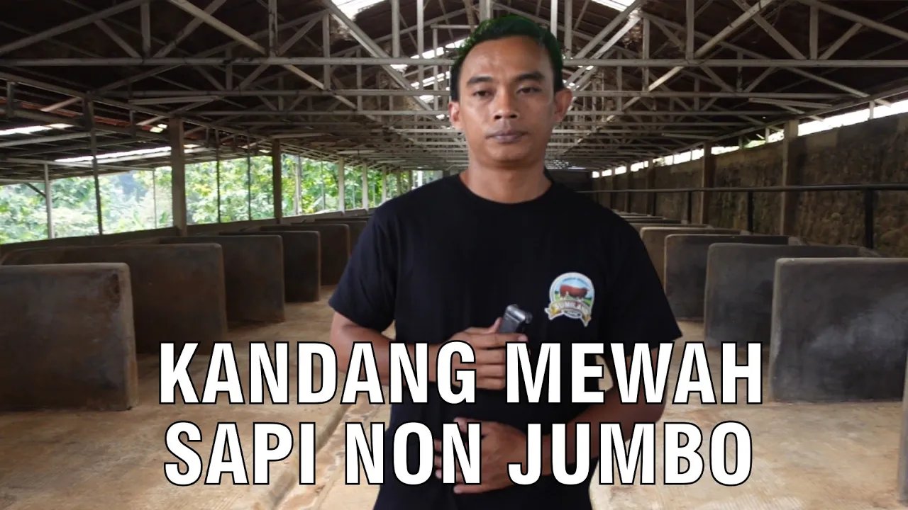 
                                 Kandang-Mewah-Sapi-Non-Jumbo